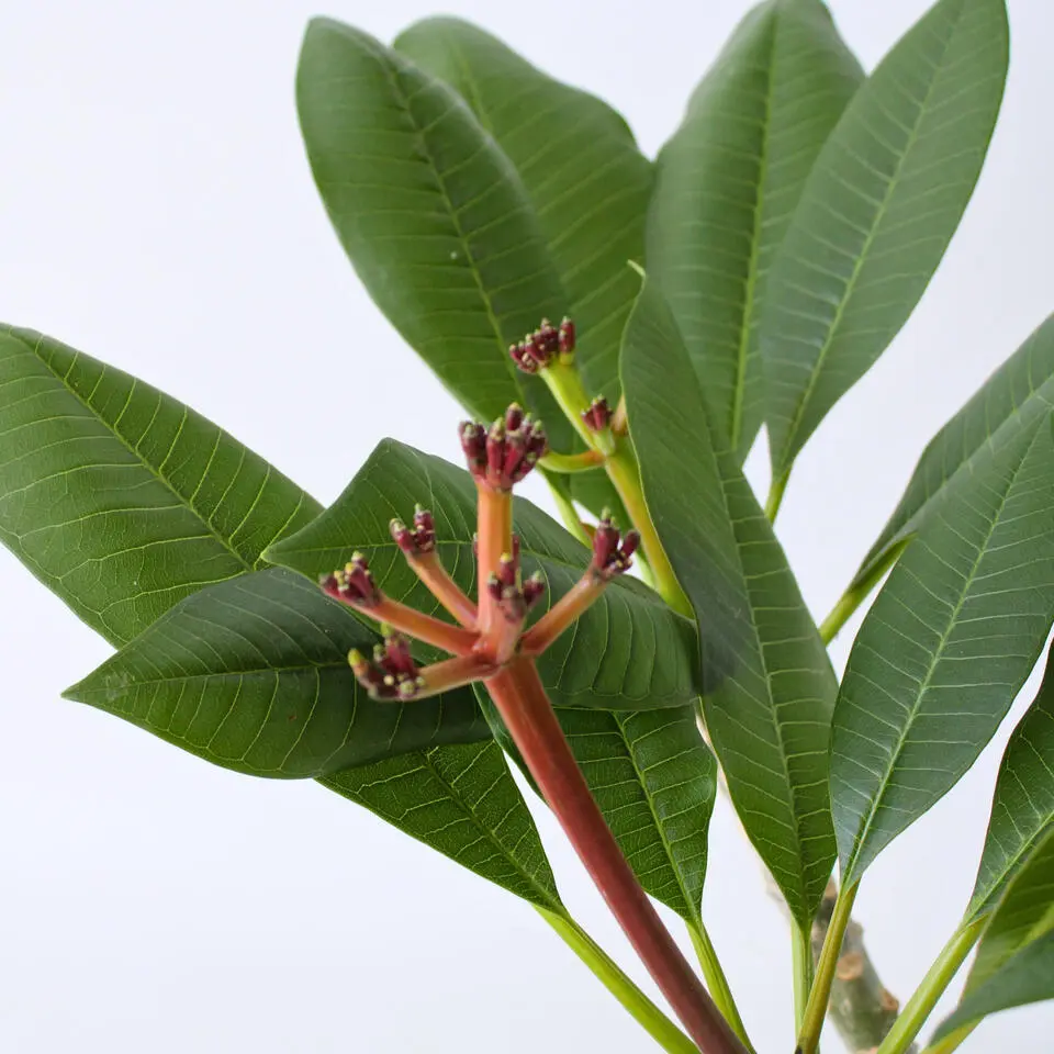 Frangipani wit - Plumeria rubra 'White' - Hoogte 55-70cm - ⌀17cm