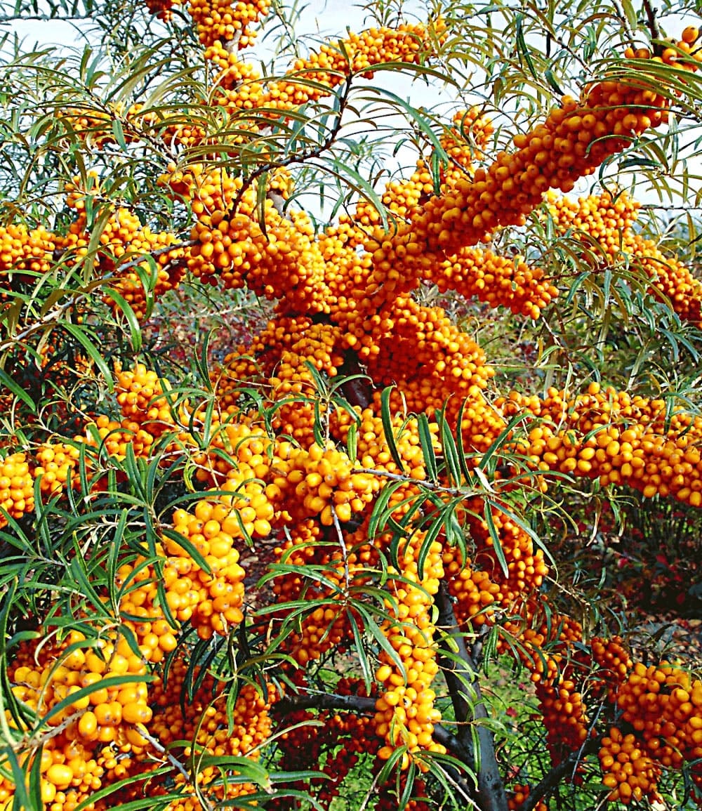 Sanddorn 'Orange Energy®' weiblich