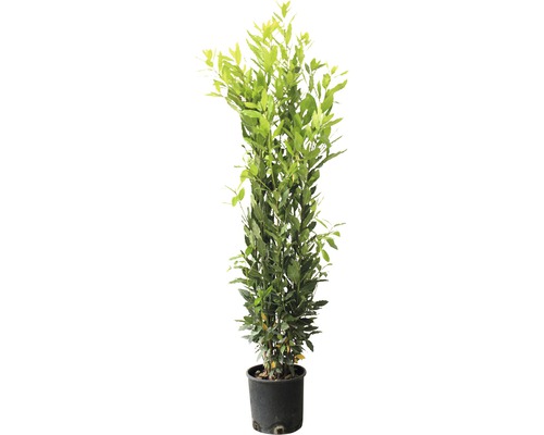 Echte laurier, laurier FloraSelf Laurus nobilis H 80-100 cm Co 5 L