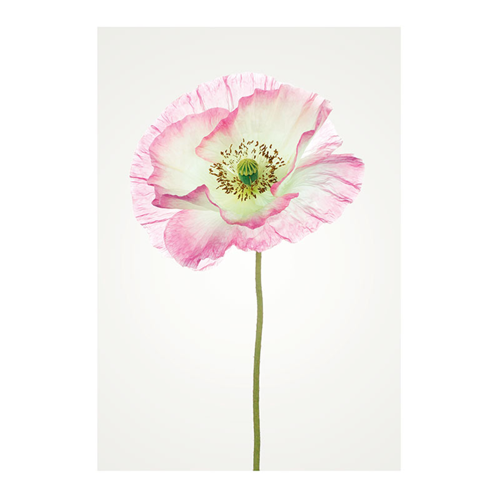 Wandbild POPPY - weiß-rosa-grün - 50x70 cm