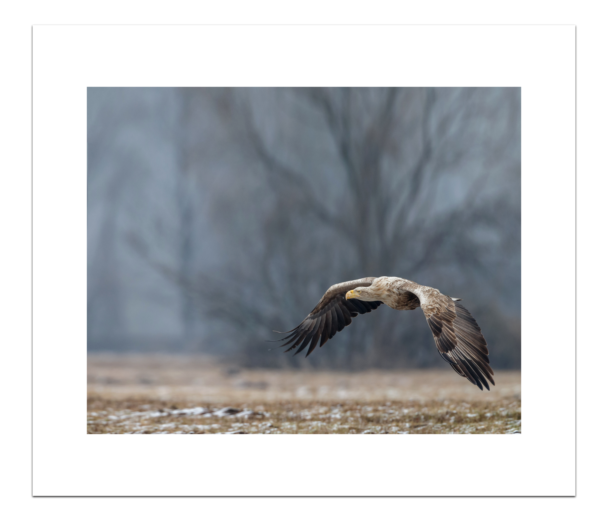 UC_Print Europese Zeearend 40 x 50 cm