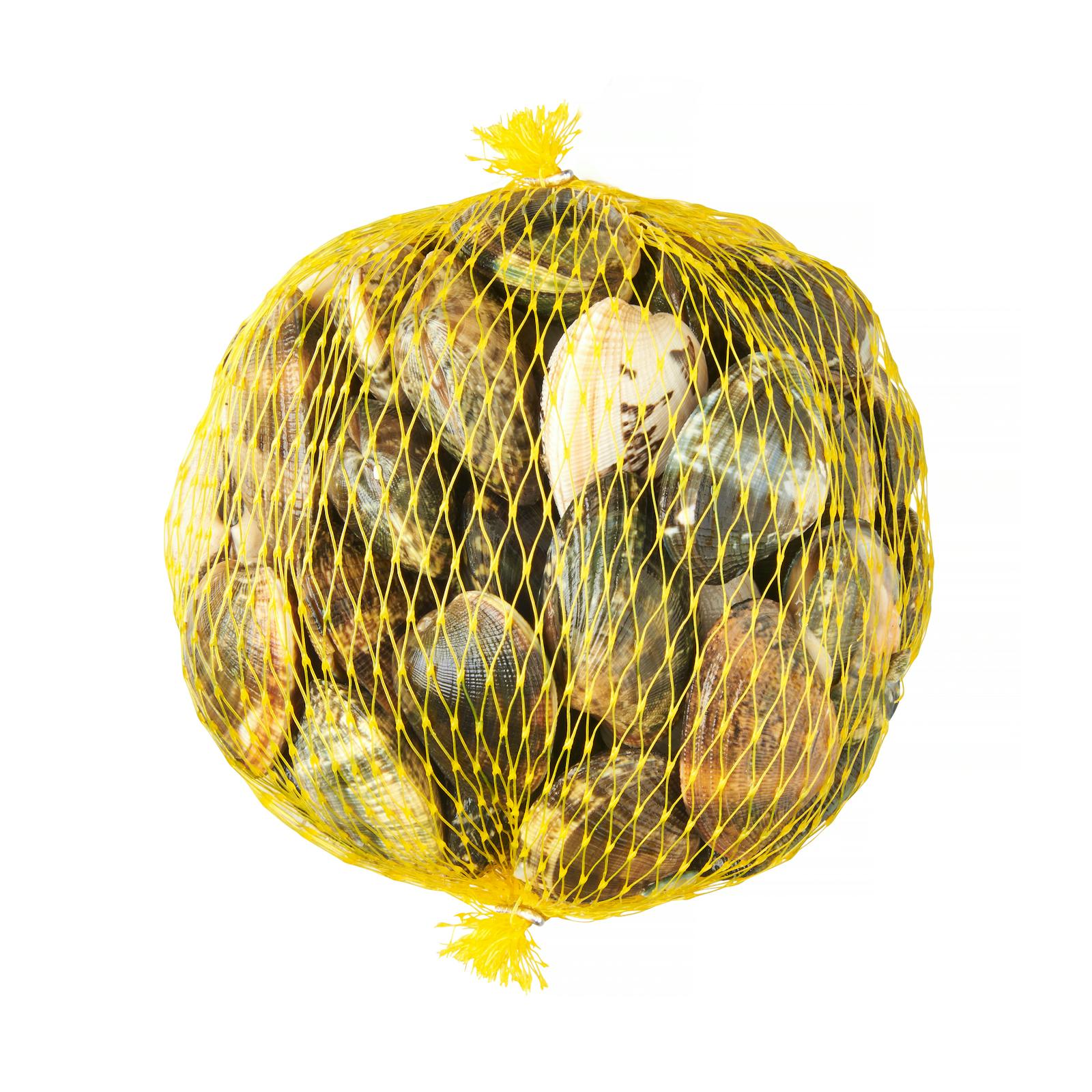 Palourde japonaise