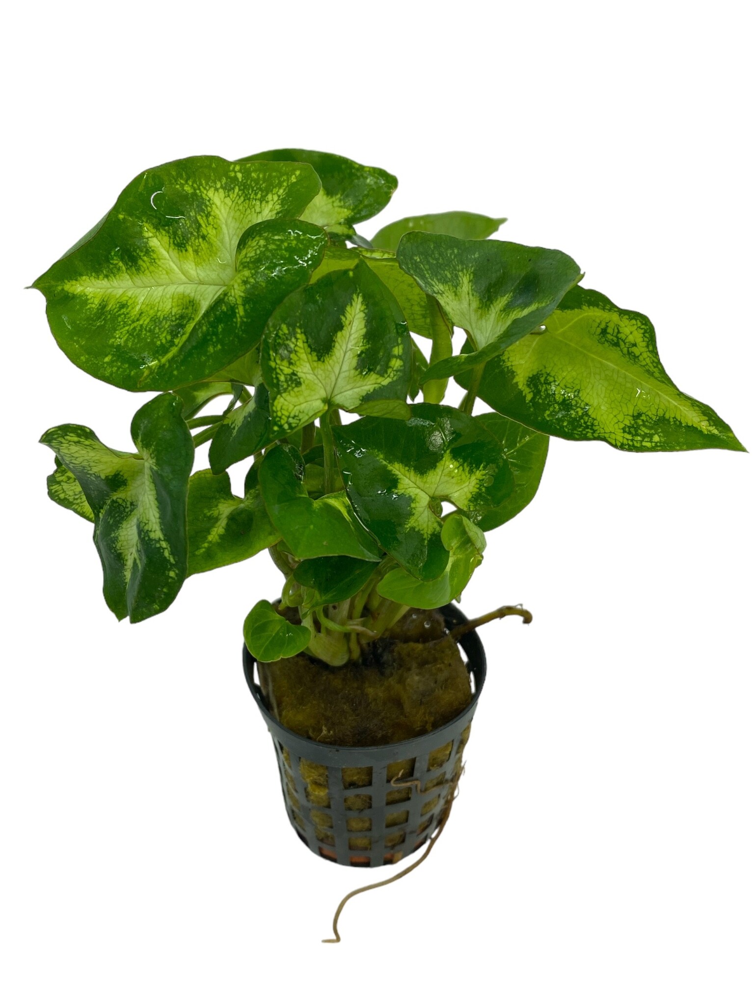 Waterplant Syngonium Pixii 5cm Pot, Aquariumplant
