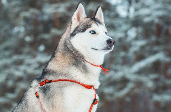 Glasiglu Hotel Saariselkä als Geschenkidee