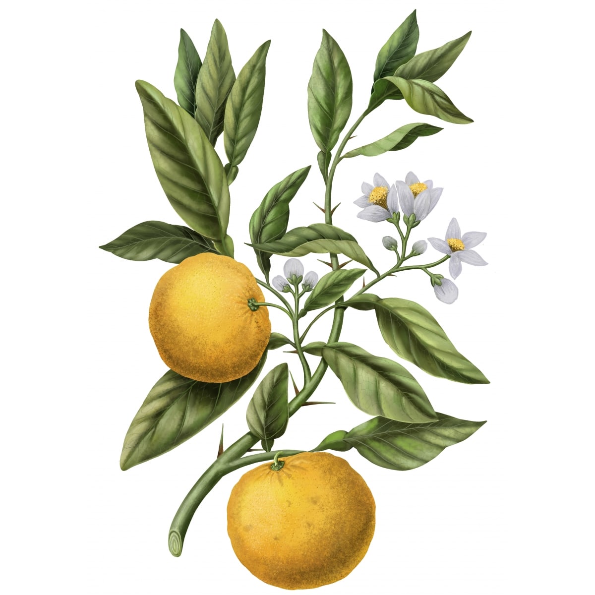 CARRIÈRE FRÈRES Yuzu - Citrus Junos Bougie Parfumée