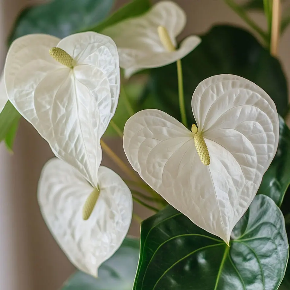 Flamingoplant - Anthurium 'Alpine White' - Hoogte 40-55cm - ø14cm