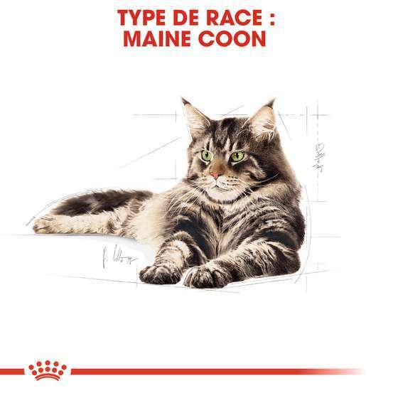Croquettes chat Maine Coon Adulte à partir de 15 mois 4kg