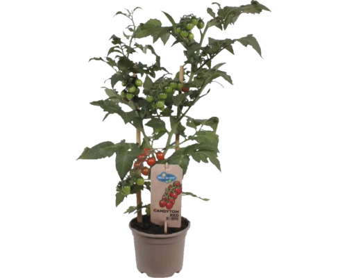 Snacktomaat Candytree Pick&Joy Ø 14 cm pot