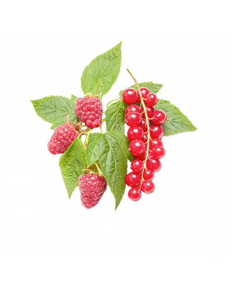 Sorbet Framboise & Groseille - Le Chocolat Alain Ducasse 90 ml
