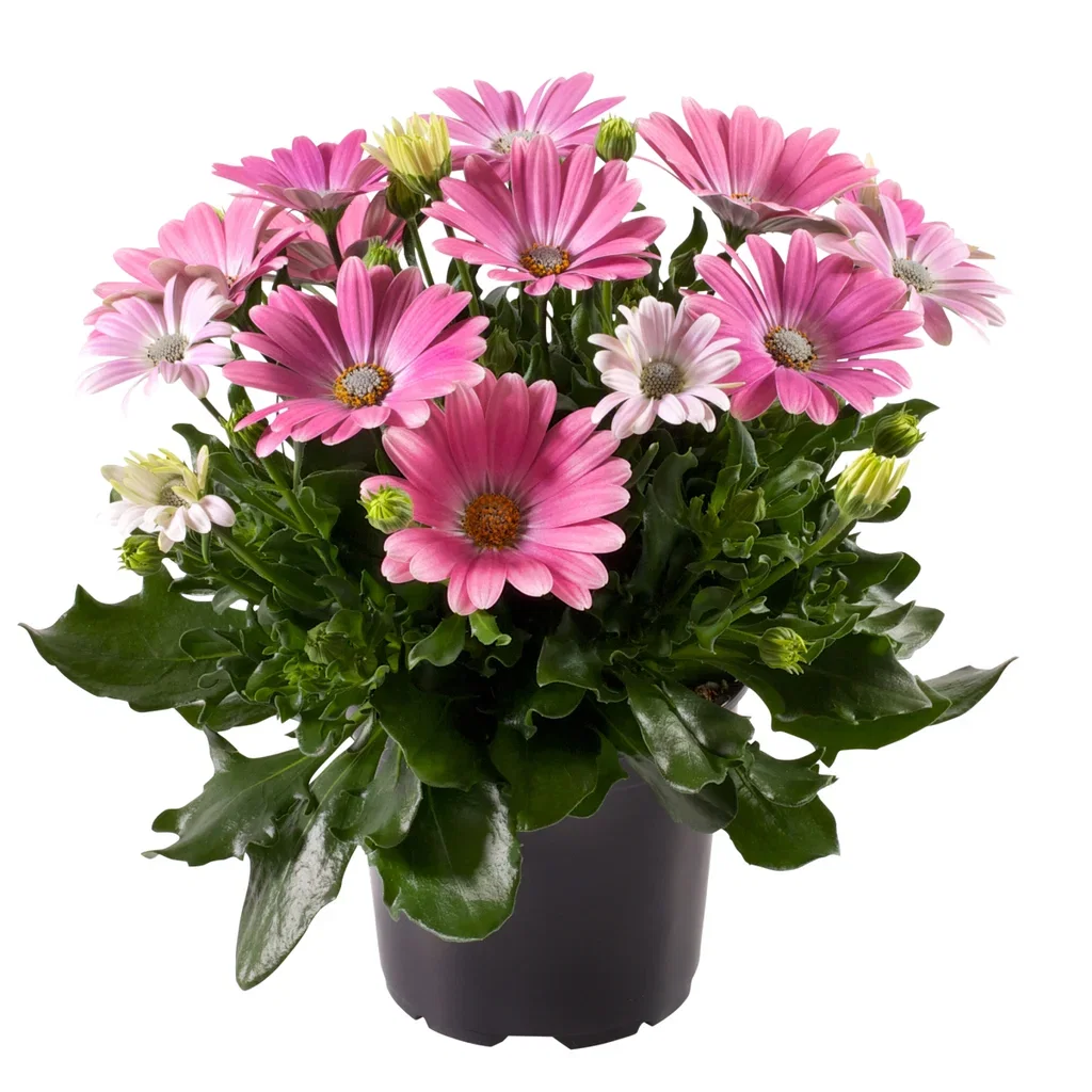 Osteospermum ecklonis Spansk margeritt Ø12 cm