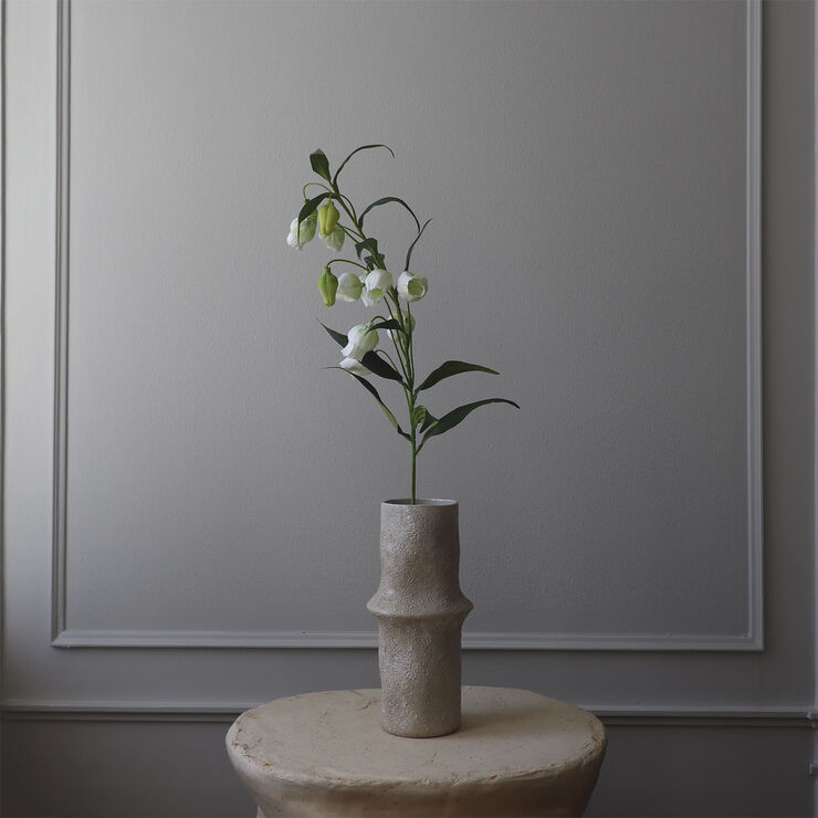Botané Chinese Lantern Lily Flowers White