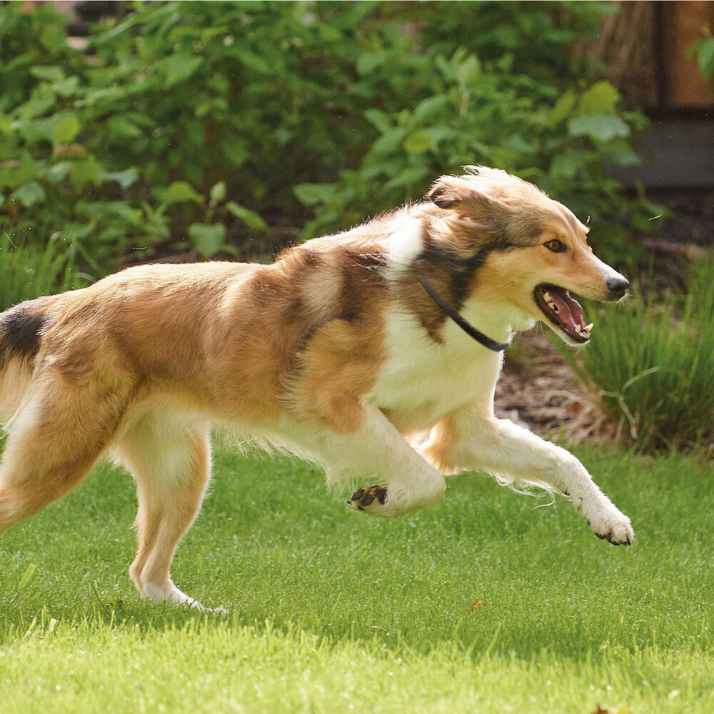 Beaphar Canishield Anti Vlooien en Tekenband Hond L65 cm