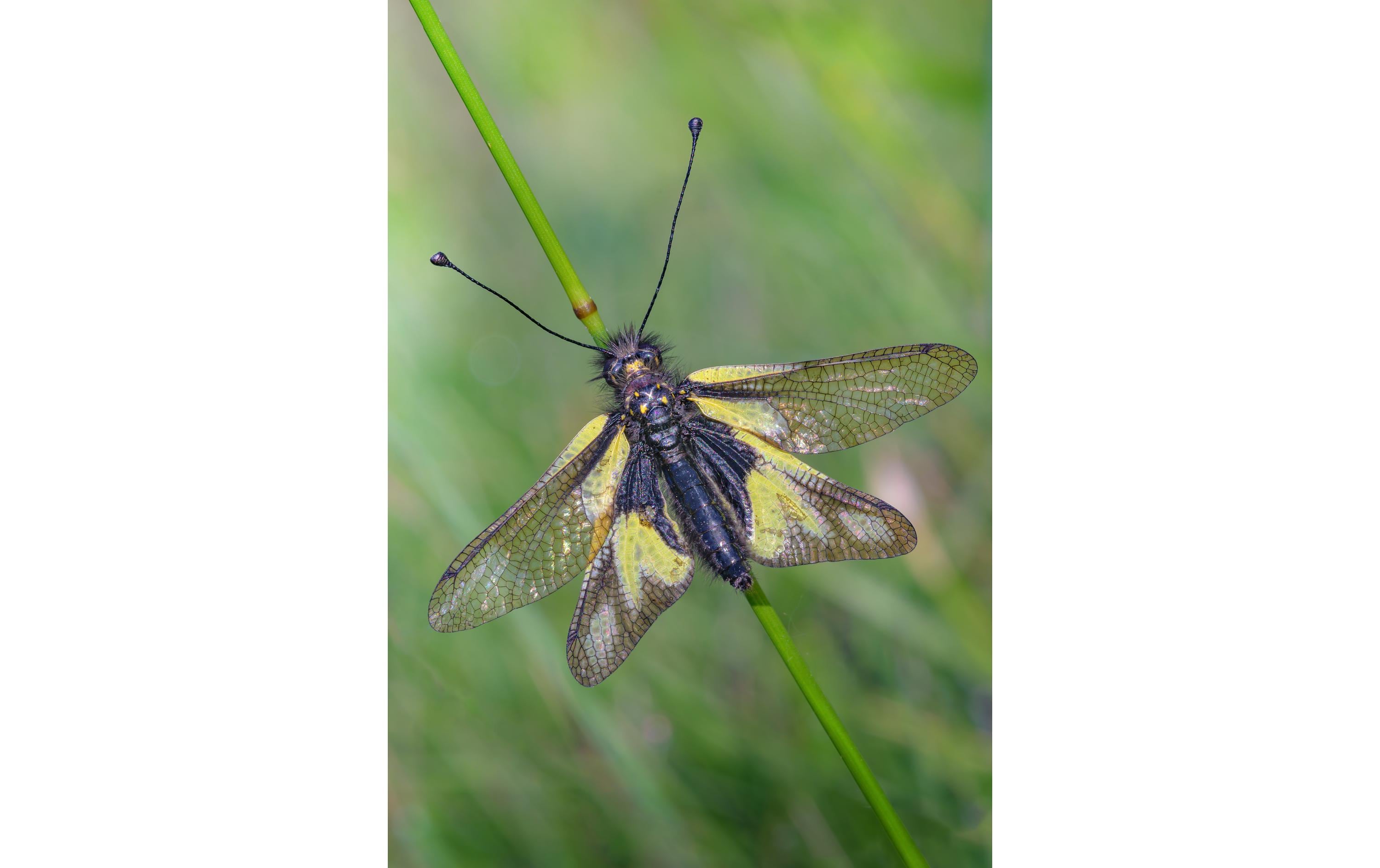 Festbrennweite 90 mm f/2.8 2x Ultra Macro APO – Sony E-Mount<br>Kompakte und leichte Ultramakro Festbrennweite