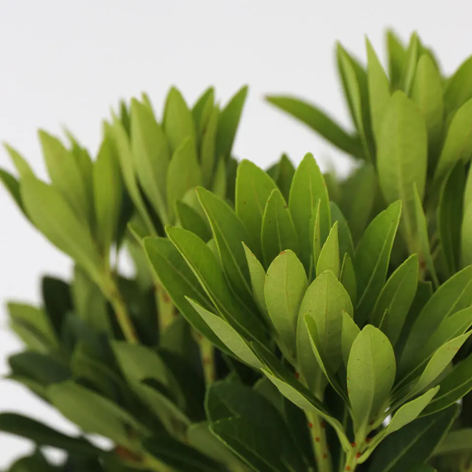 Rotsheide - Set van 4 - Pieris 'Forest Flame' - Hoogte 25-40cm - ⌀17cm