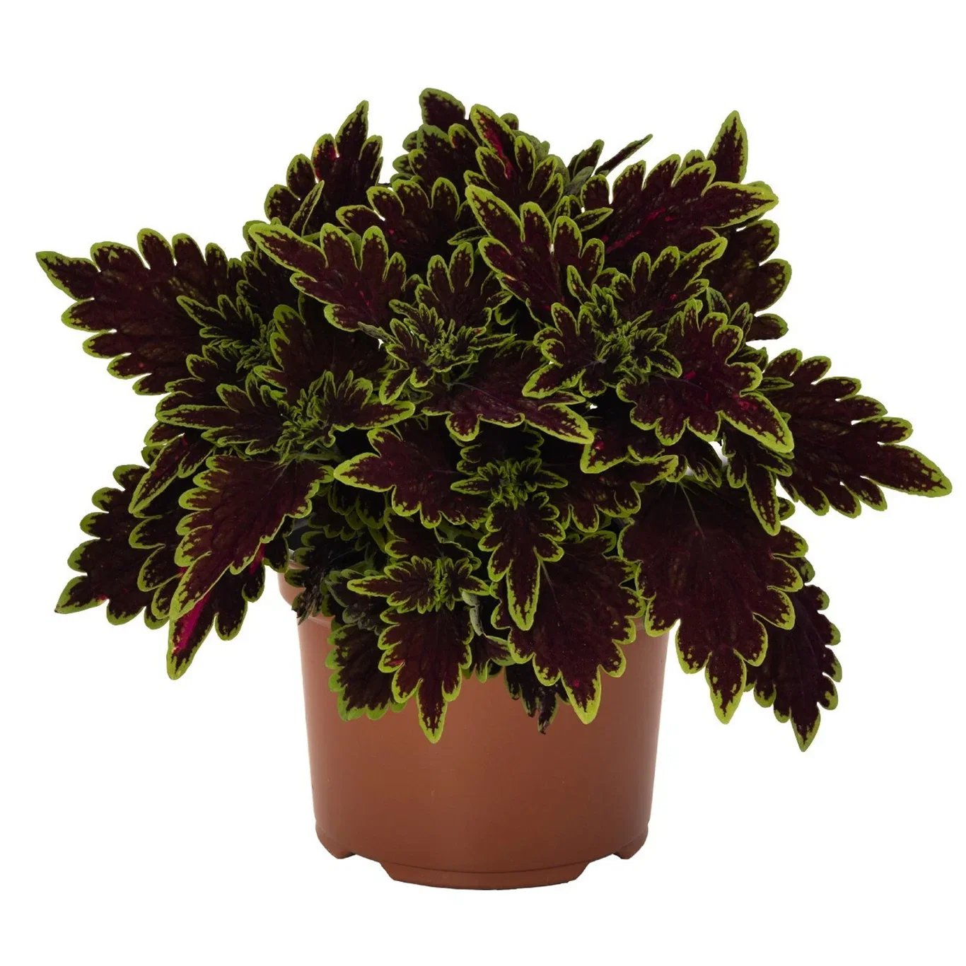 Plectranthus 'Bourbon Street' Praktspragle 'Bourbon Street' Ø12 cm