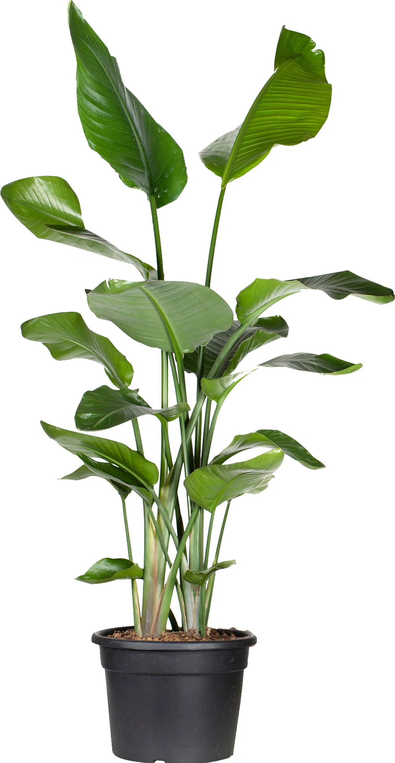 Strelitzia nicolai Strelitzia 'Nicolai' Høyde 140 cm