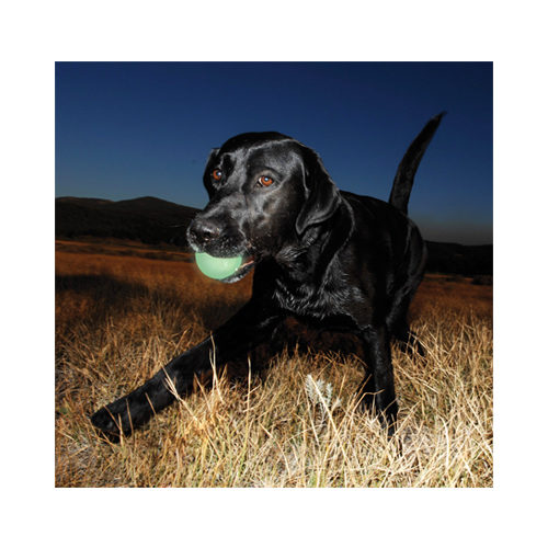 Chuckit! Ball Max Glow
