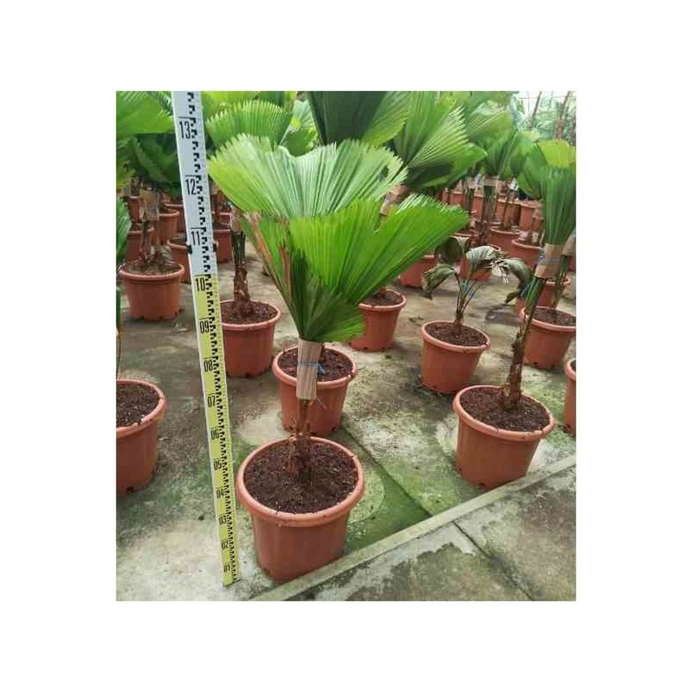 Licuala grandis (palmier cuillère) taille pot de 35l - groupe - 100/120cm
