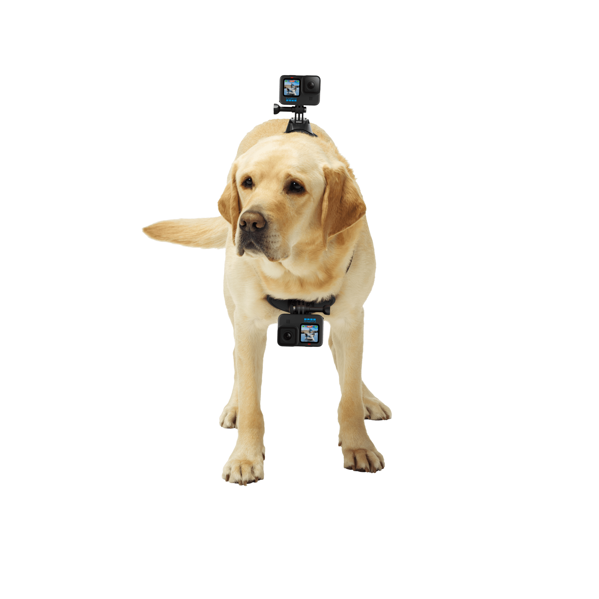 Hundegeschirr „Fetch“(Kamerahalterung für Hunde-POV-Aufnahmen)