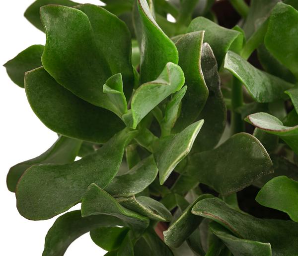 Dickblatt - Crassula cultivars, verschiedene