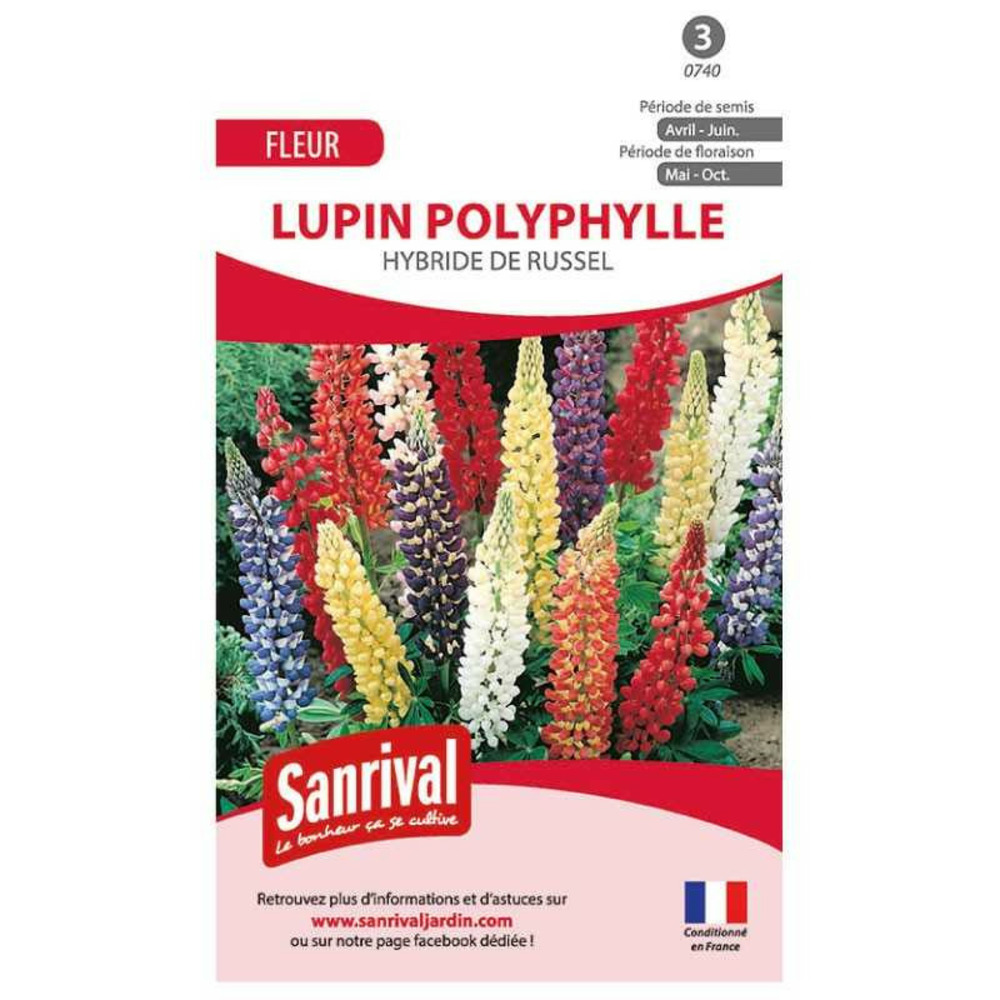 Graines lupin polyph hybride de russel