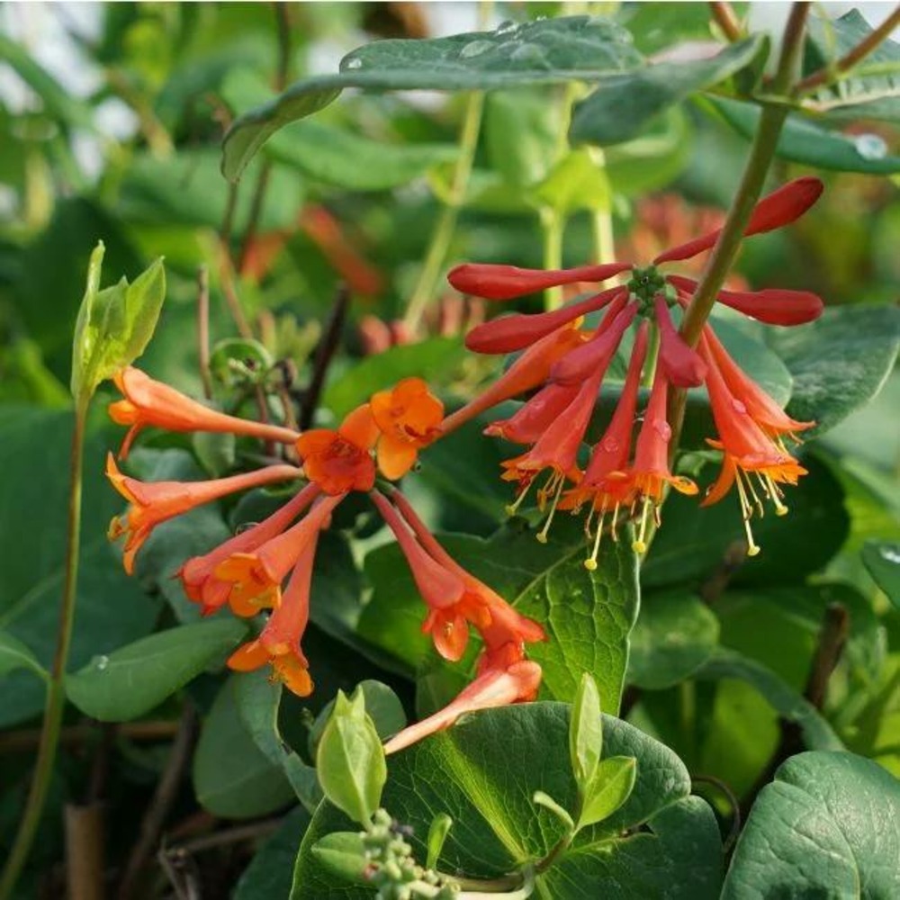 Chèvrefeuille 'dropmore scarlet' - lonicera x brownii 3l