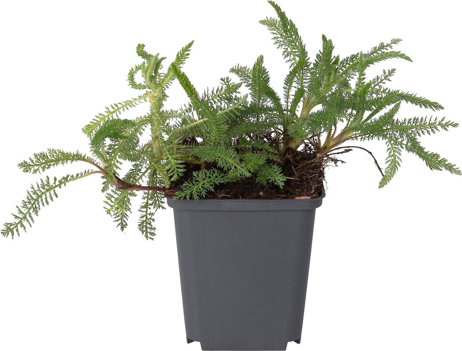 Duizendblad (Achillea millefolium 'Red Velvet') D 9 H 10 cm