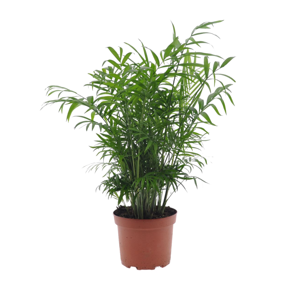Chamaedorea elegans - palmier de salon - pot de 17cm - hauteur de 50-60cm