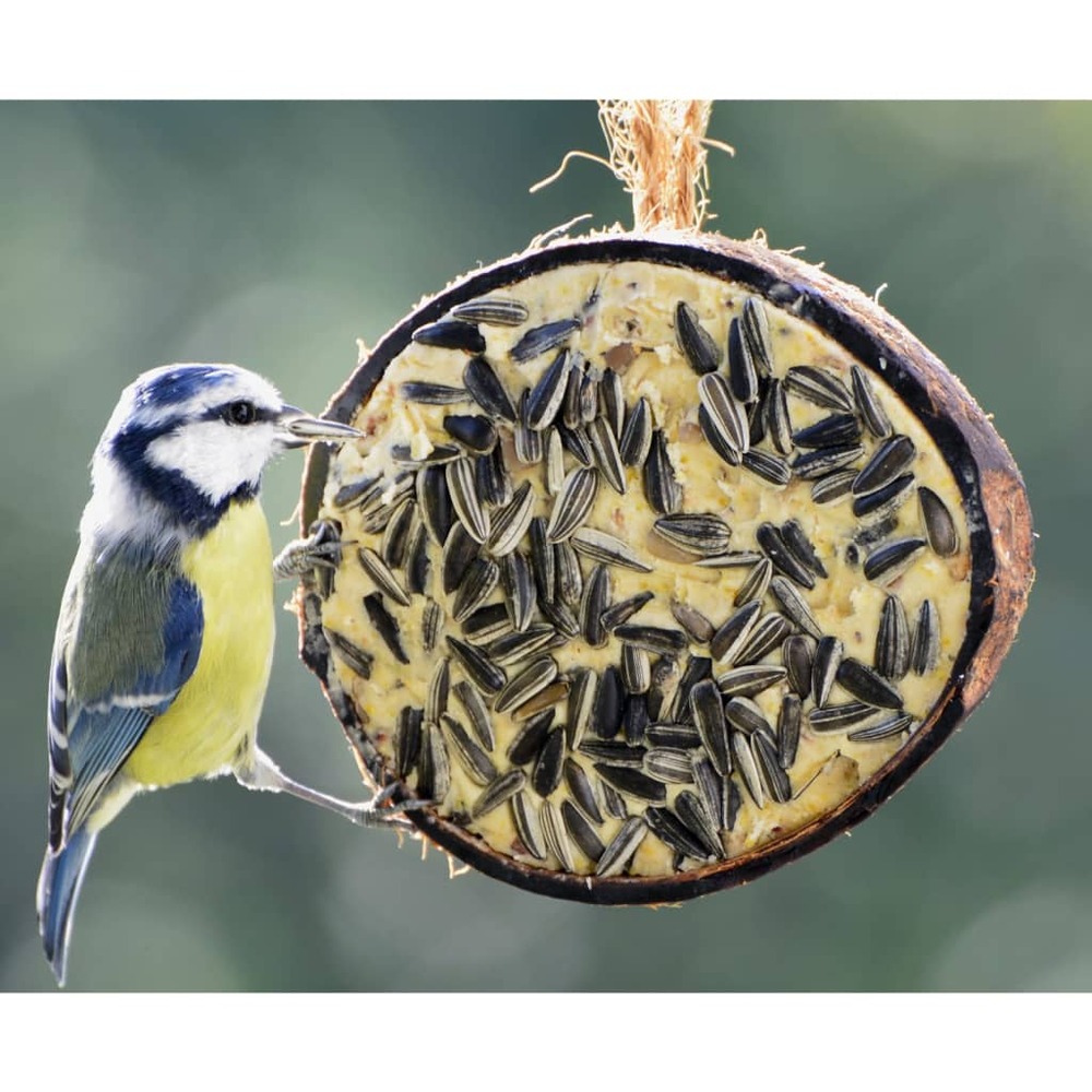 1/2 noix de coco garnitures à 5 saveurs oiseaux sauvages 10 pcs