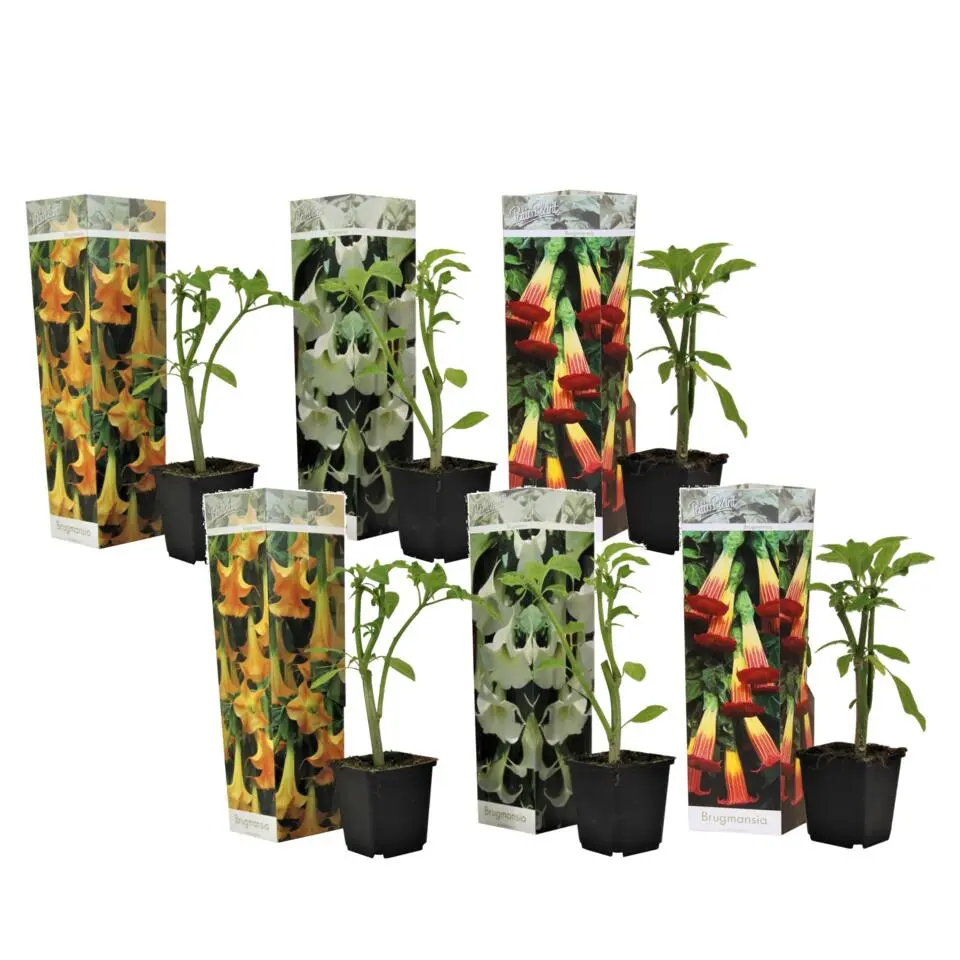 Engelentrompet - Set van 6 - Brugmansia - Hoogte 25-40cm - ⌀9cm