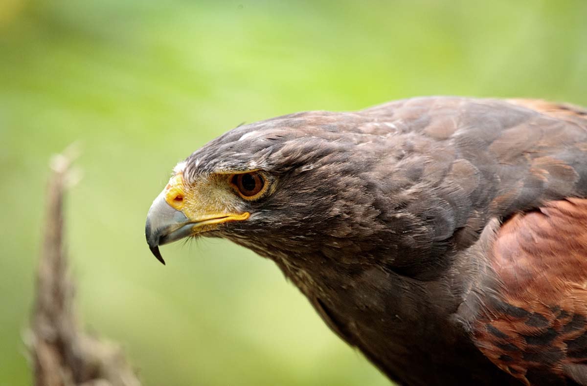 Greifvogelwanderung Voerde| mydays
