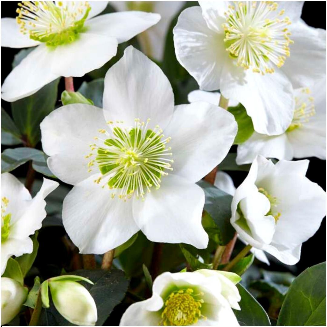 Helleborus niger 'christmas carol' - lot de 24