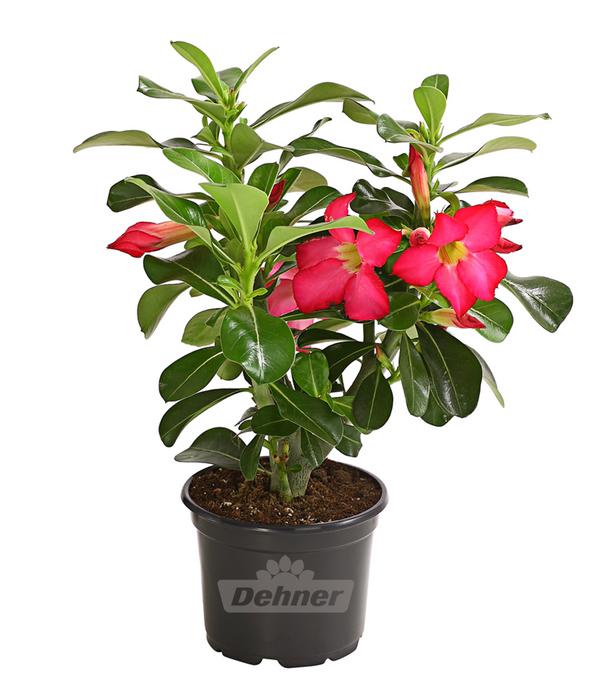 Wüstenrose