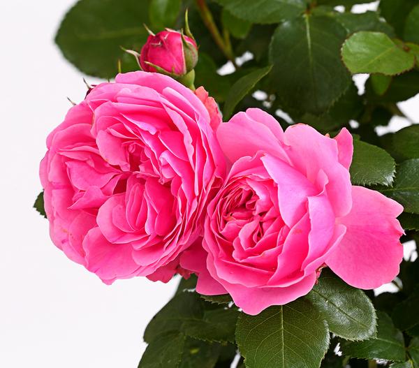 Rosen, verschiedene Sorten