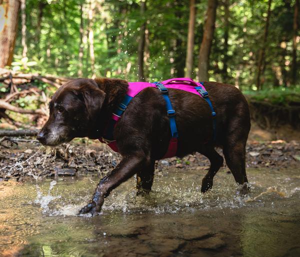 RUFFWEAR® Hundegeschirr Flagline Harness 2.0