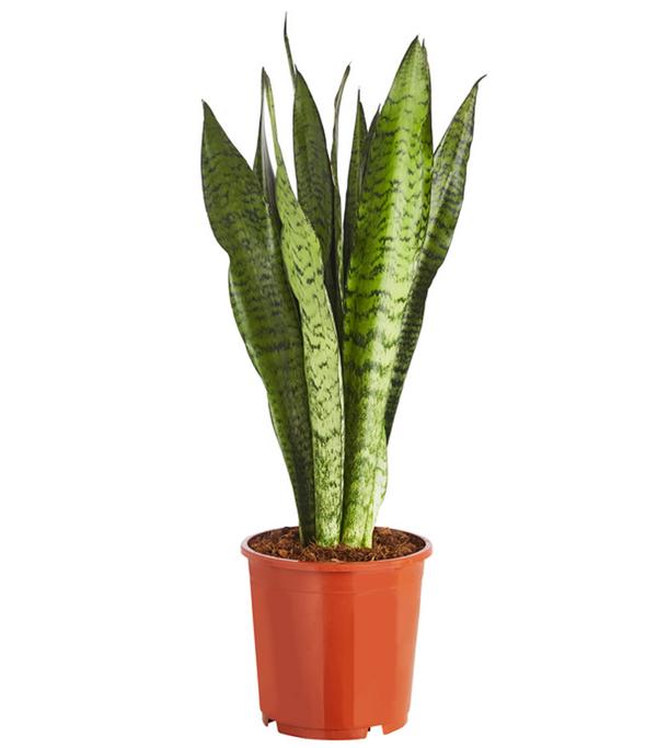 Bogenhanf - Sansevieria zeylanica