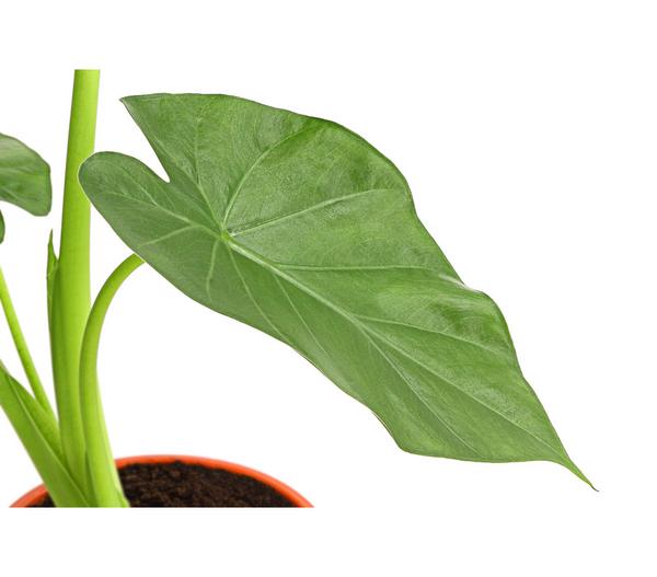 Pfeilblatt - Alocasia portodora