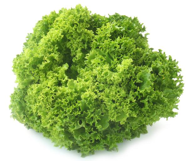 Pflücksalat 'Lollo Bionda', lausresistent,