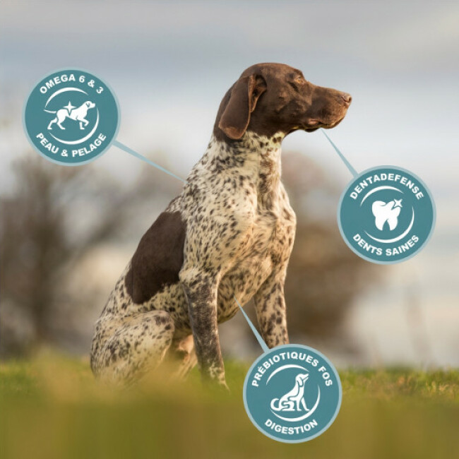Croquettes Eukanuba Chien Adulte Grandes Races Poulet