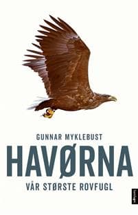 Havørna: vår største rovfugl