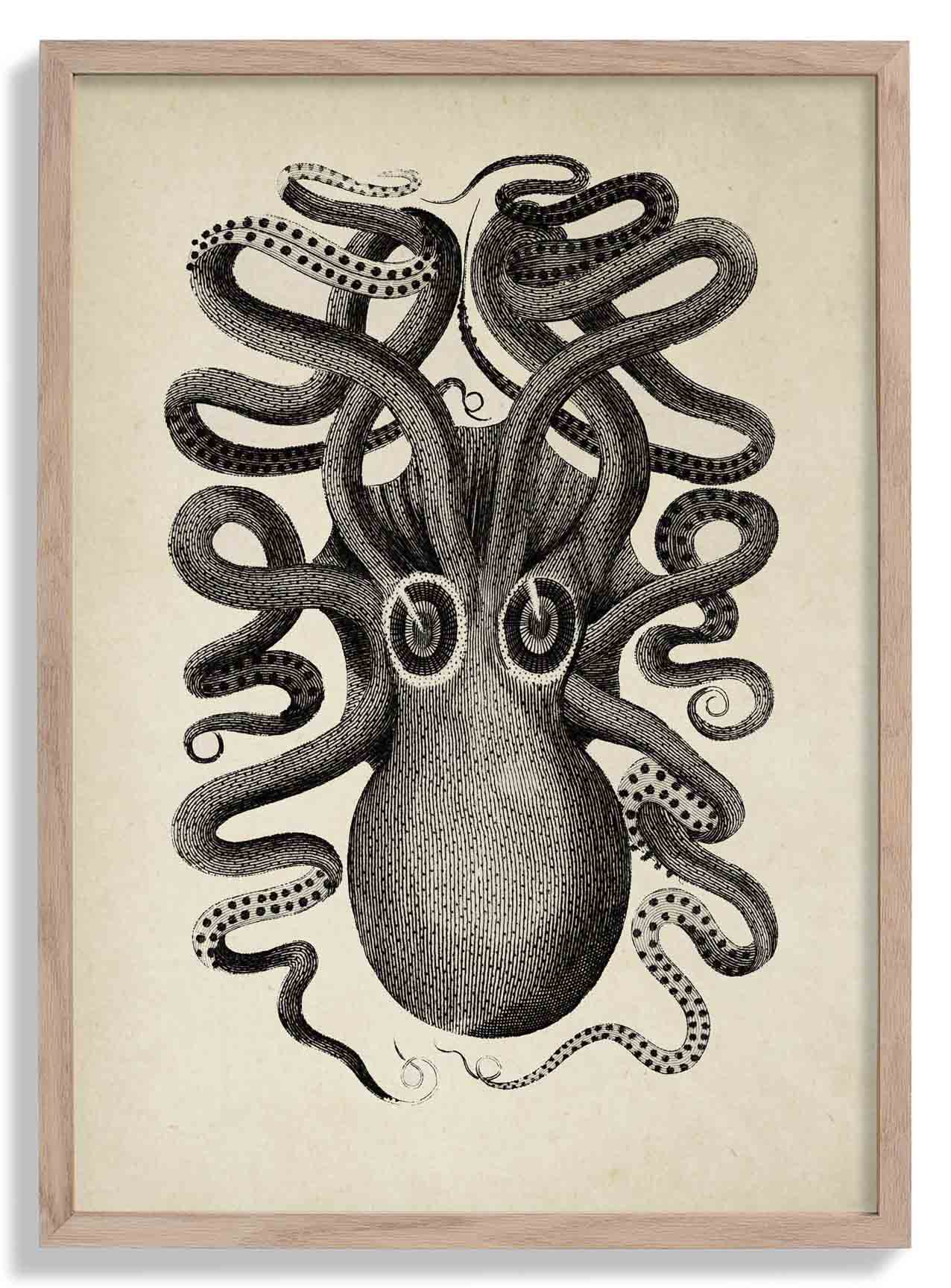 Antiker Oktopus II