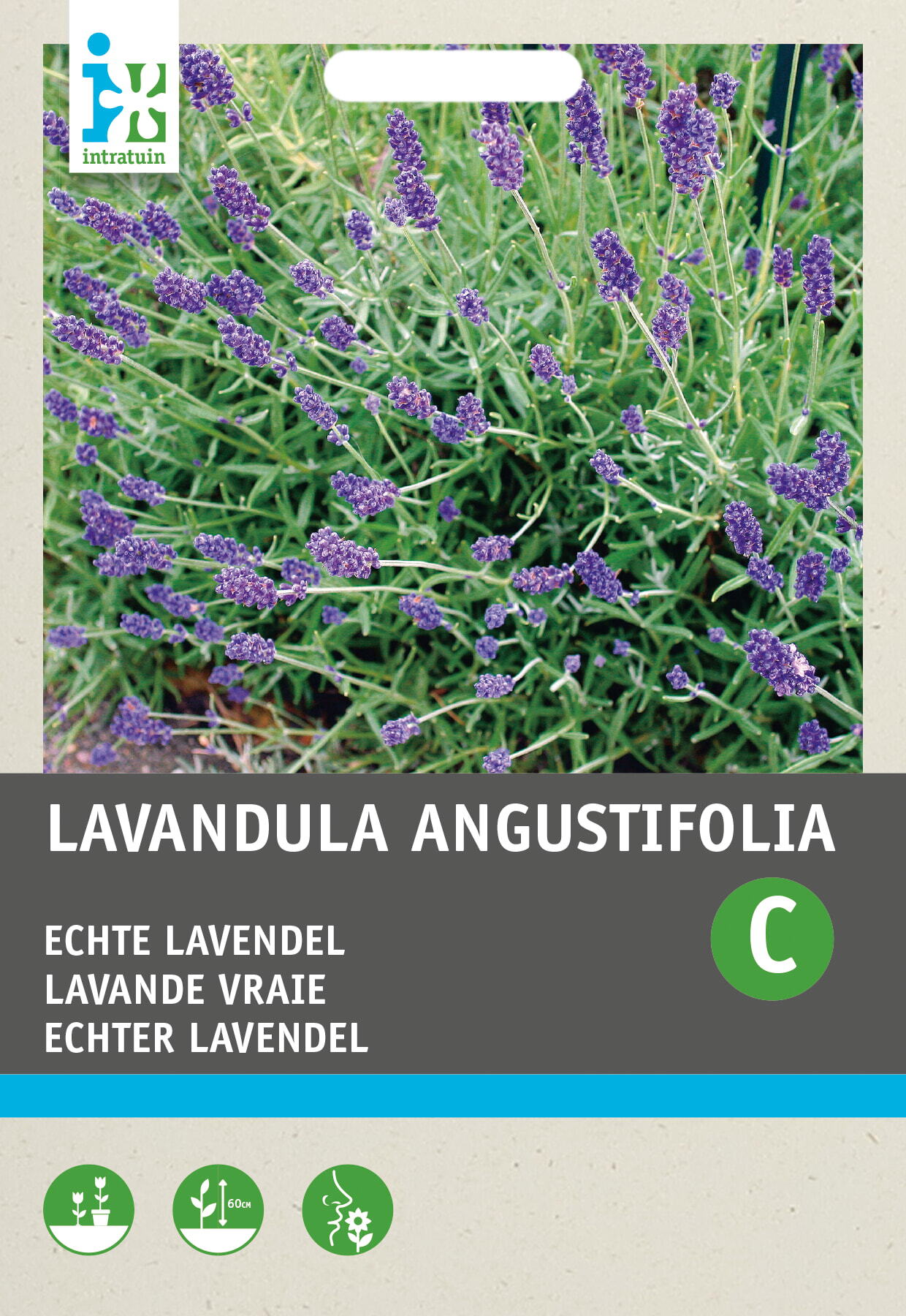 Intratuin bloemenzaad Lavendel (Lavendula angustifolia)