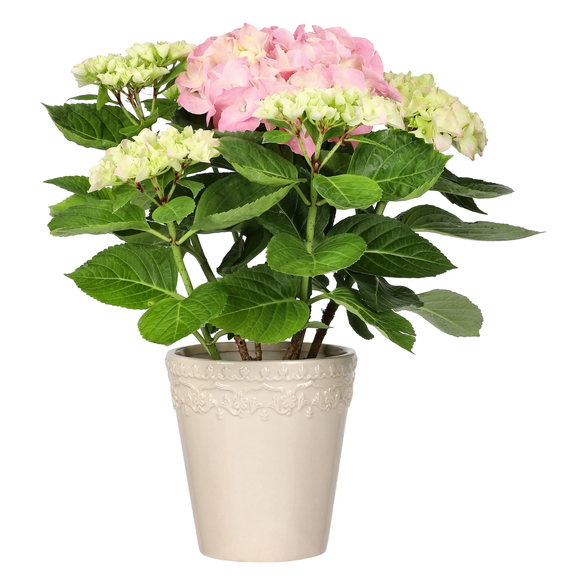 Hydrangea macrophylla Stuehortensia Høyde 35 cm