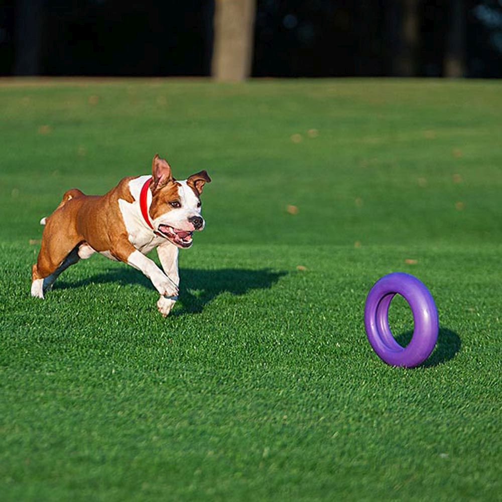 Jouet interactif pour chiens grands puller maxi 1 bague, entraînement, course, saut, tir, spring pole, non toxique