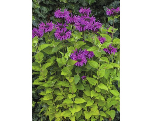 Vaste planten in diverse soorten FloraSelf H 35-45 cm Co 5 L