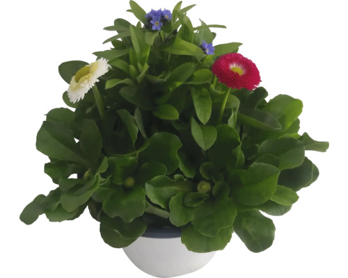 Vergeet-mij-nietje en madeliefjes trio 'Myo-Bell' Ø 14 cm pot, drie planten in de pot