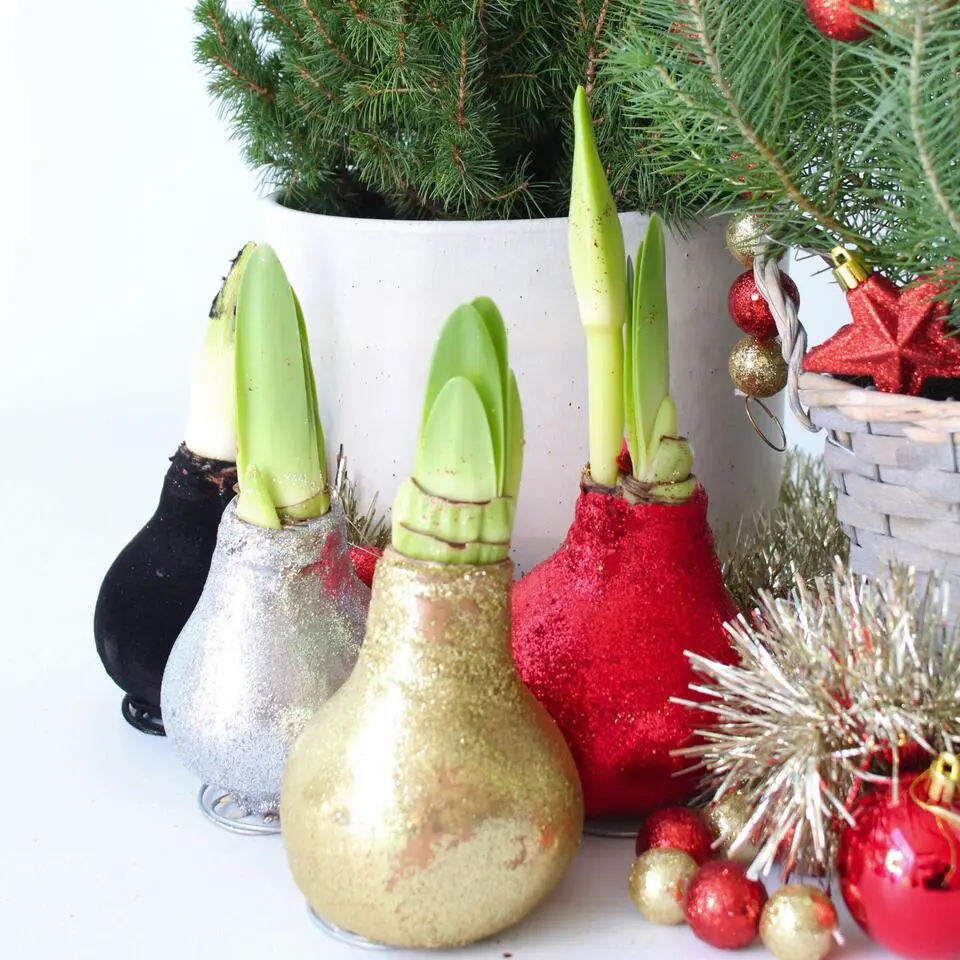 Amaryllis - Set van 3 - Hippeastrum 'Glitter Mix' - Bloembol - Rood