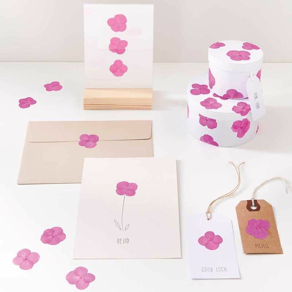 Hortensias roses séchés et pressés