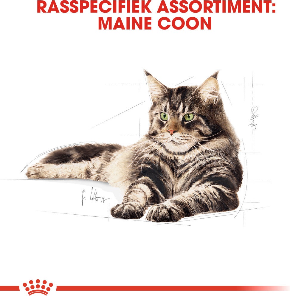 Royal Canin kattenvoer Maine Coon adult 4 kg