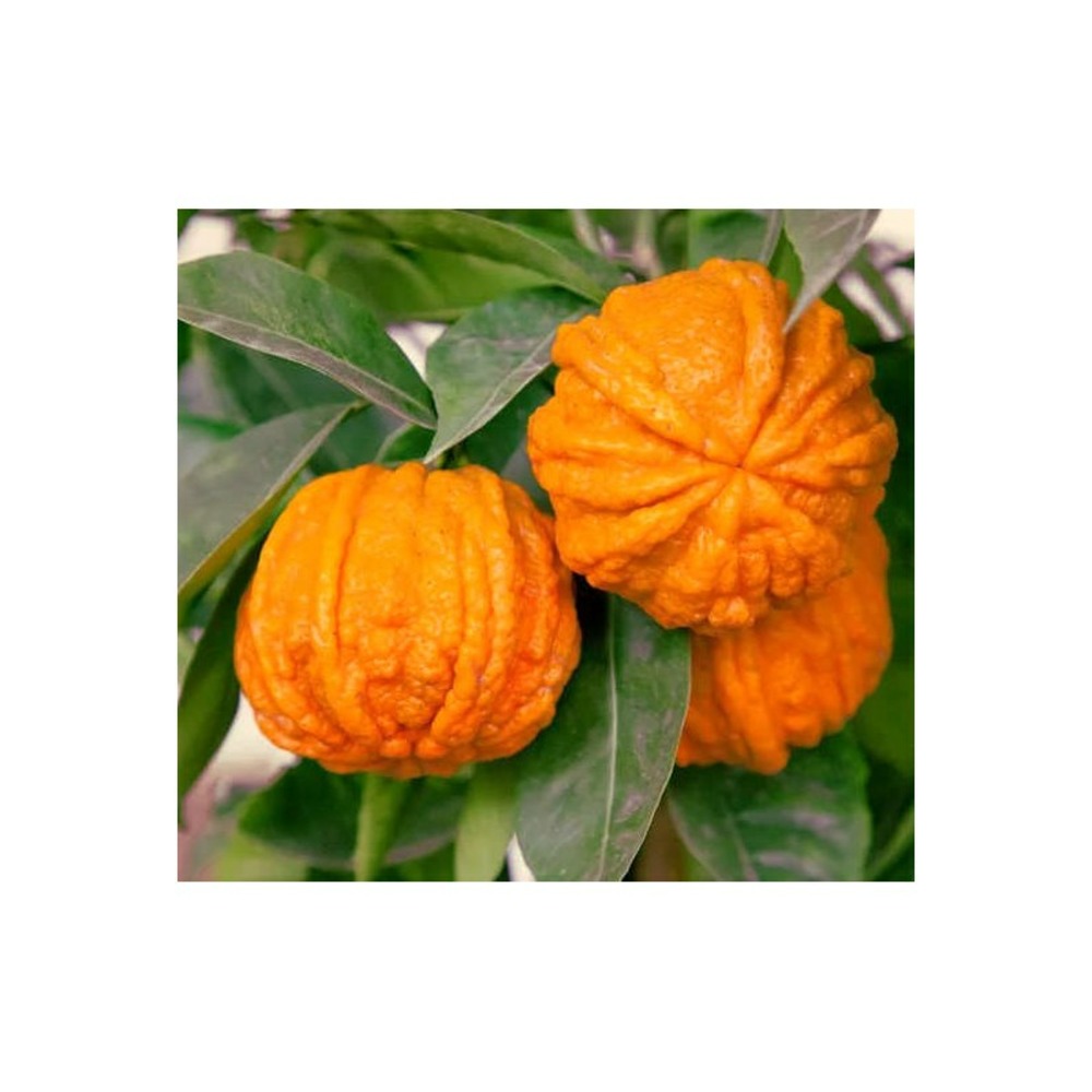 Citrus corrugato (hybride entre orange amère et douce) blanc - taille pot de 4 litres ? 30/40 cm